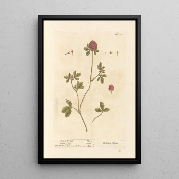 Trèfle porpora - Elizabeth Blackwell — quadro incorniciato alla parete