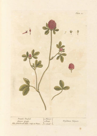 Elizabeth Blackwell - Purple trefoil.webp
