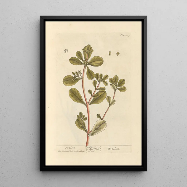 Pourpier - Elizabeth Blackwell — quadro incorniciato alla parete
