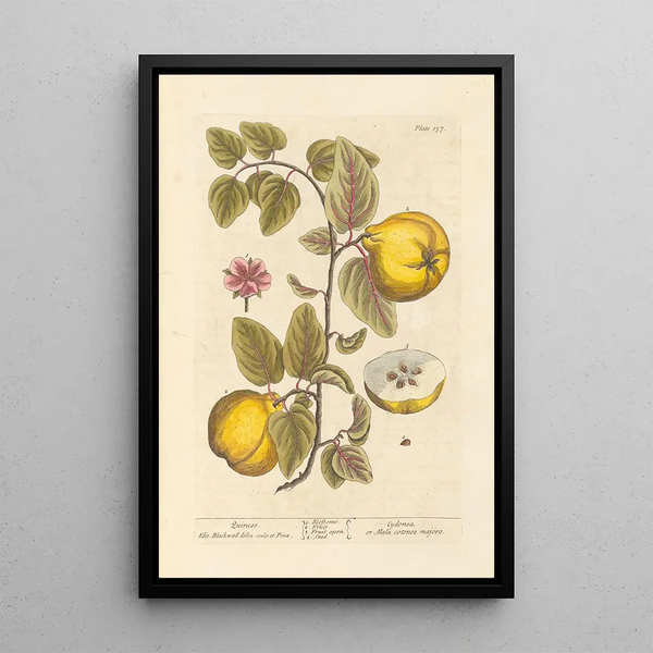 Coings - Elizabeth Blackwell — quadro incorniciato alla parete