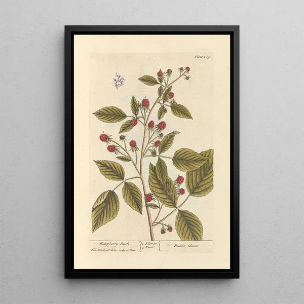 Framboisier - Elizabeth Blackwell — quadro incorniciato alla parete