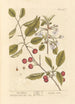 Ciliegia rossa - Elizabeth Blackwell — vista dell’opera