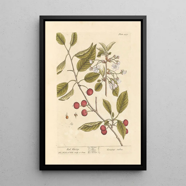 Ciliegia rossa - Elizabeth Blackwell — quadro incorniciato alla parete