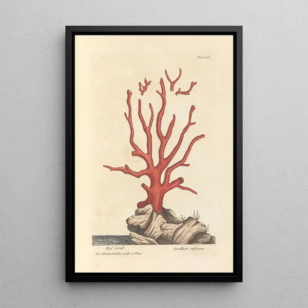 Corallo rosso - Elizabeth Blackwell — quadro incorniciato alla parete