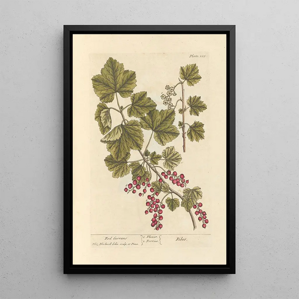 di Ribes rossi - Elizabeth Blackwell — quadro incorniciato alla parete