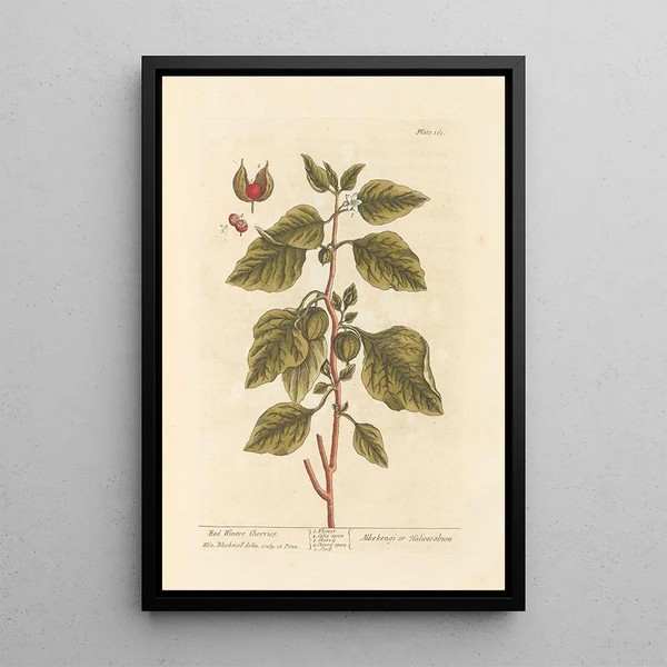 Ciliegie d'inverno rosse - Elizabeth Blackwell — quadro incorniciato alla parete