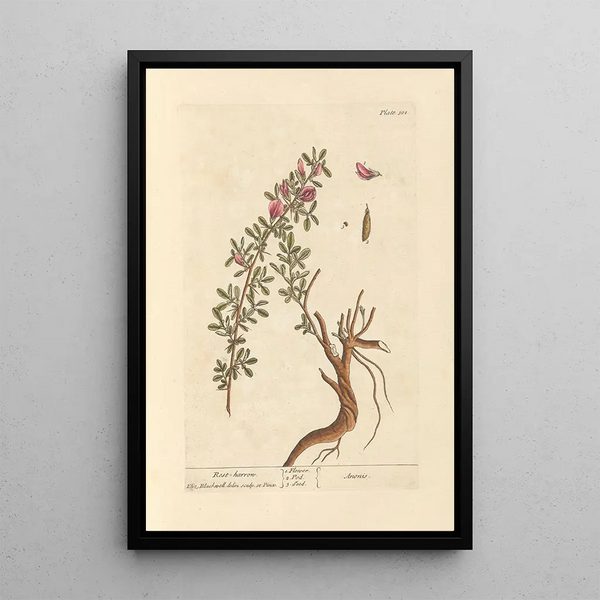 Bugrane - Elizabeth Blackwell — quadro incorniciato alla parete