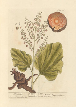 Elizabeth Blackwell - Rhapontic.webp