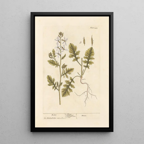 Roquette - Elizabeth Blackwell — quadro incorniciato alla parete
