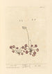 Rosa solis - Elizabeth Blackwell — vista dell’opera