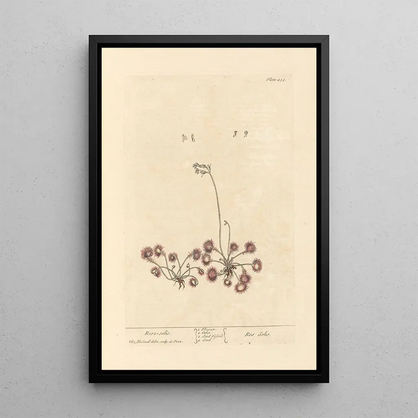 Rosa solis - Elizabeth Blackwell — quadro incorniciato alla parete