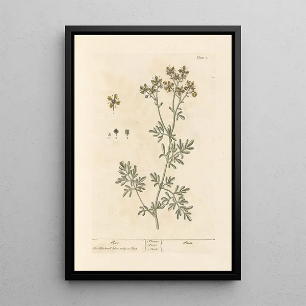Rue - Elizabeth Blackwell — quadro incorniciato alla parete