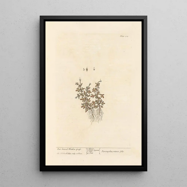 Rueleaved whitlon grass - Elizabeth Blackwell — quadro incorniciato alla parete