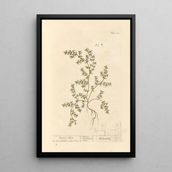 Herbe à la rupture - Elizabeth Blackwell — quadro incorniciato alla parete
