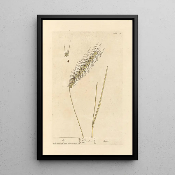 Seigle - Elizabeth Blackwell — quadro incorniciato alla parete