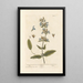 Salvia - Elizabeth Blackwell — quadro incorniciato alla parete
