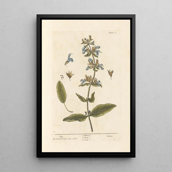 Salvia - Elizabeth Blackwell — quadro incorniciato alla parete