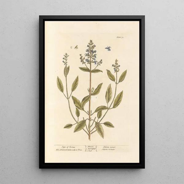 Salvia della virtù - Elizabeth Blackwell — quadro incorniciato alla parete