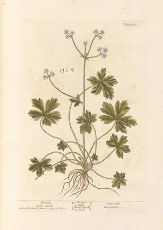 Elizabeth Blackwell - Sanicle Selfheal.webp