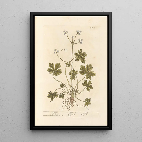 Sanicle Selfheal - Elizabeth Blackwell — quadro incorniciato alla parete