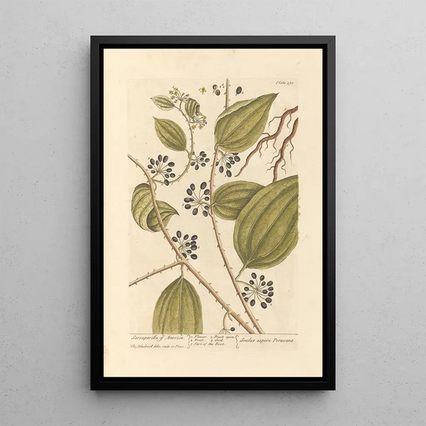 Salsepareille d'Amérique - Elizabeth Blackwell — quadro incorniciato alla parete