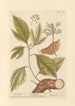 Sassafras - Elizabeth Blackwell — vista dell’opera