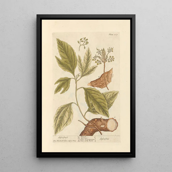 Sassafras - Elizabeth Blackwell — quadro incorniciato alla parete