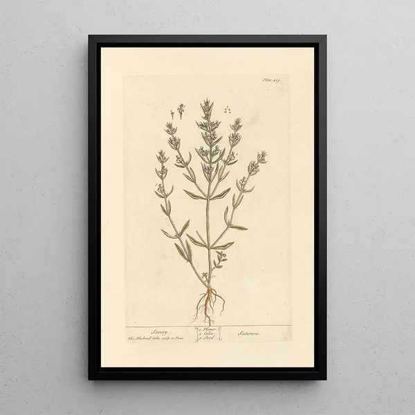 Sarriette - Elizabeth Blackwell — quadro incorniciato alla parete