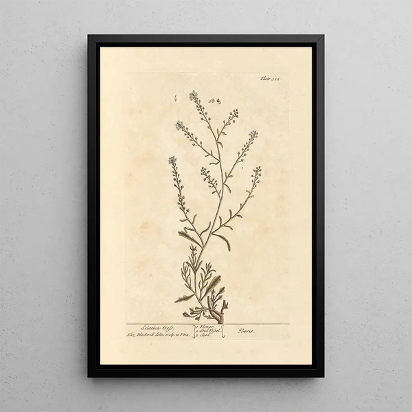 Cresson sciatique - Elizabeth Blackwell — quadro incorniciato alla parete