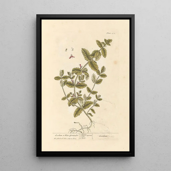 Scordium ou germandrée aquatique - Elizabeth Blackwell — quadro incorniciato alla parete