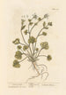 Erba scorbuto - Elizabeth Blackwell — vista dell’opera