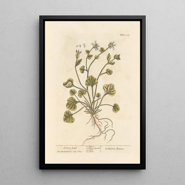 Erba scorbuto - Elizabeth Blackwell — quadro incorniciato alla parete