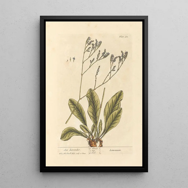 Lavanda di mare - Elizabeth Blackwell — quadro incorniciato alla parete