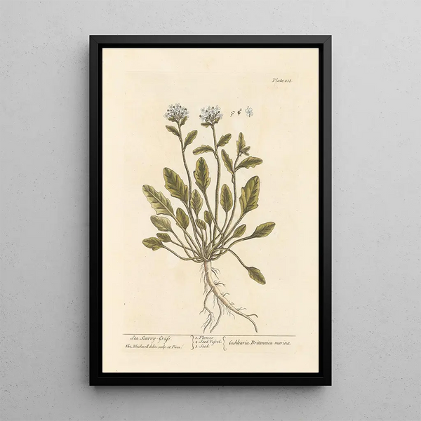 Erba scorbito di mare - Elizabeth Blackwell — quadro incorniciato alla parete