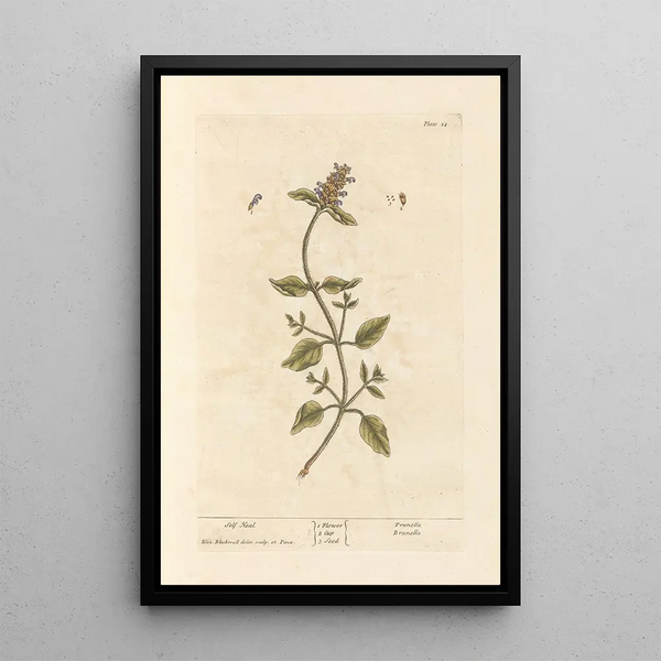 Guérit-tout - Elizabeth Blackwell — quadro incorniciato alla parete