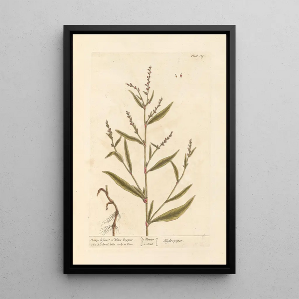 Arsmart pointu ou poivre d'eau - Elizabeth Blackwell — quadro incorniciato alla parete