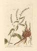 Oseille pointue - Elizabeth Blackwell — vista dell’opera