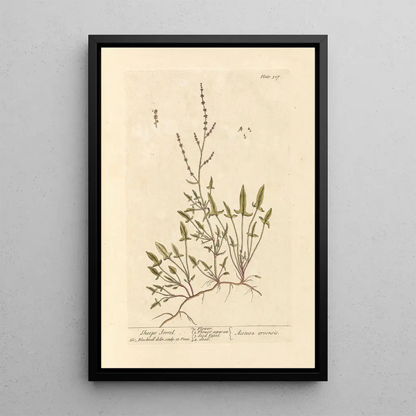 Oseille dei pecore - Elizabeth Blackwell — quadro incorniciato alla parete