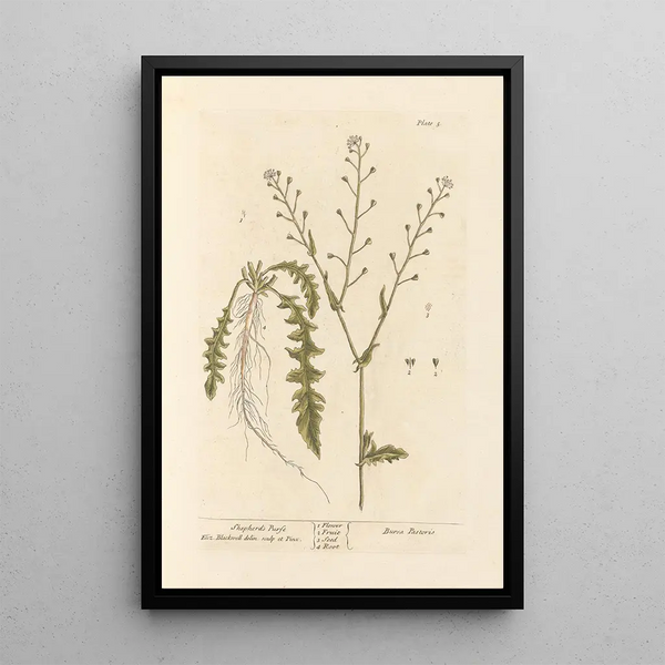 Borsa del pastore - Elizabeth Blackwell — quadro incorniciato alla parete
