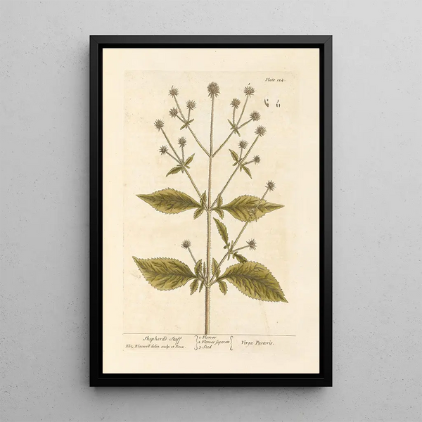 Bâton de berger - Elizabeth Blackwell — quadro incorniciato alla parete