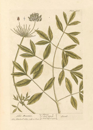 Elizabeth Blackwell - Siler mountain.webp