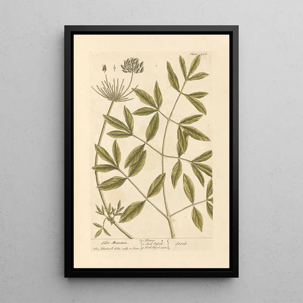 Montagna di Siler - Elizabeth Blackwell — quadro incorniciato alla parete