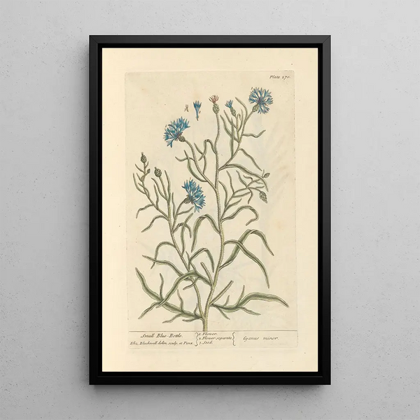 Petite centaurée - Elizabeth Blackwell — quadro incorniciato alla parete
