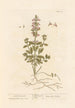 Piccola germander - Elizabeth Blackwell — vista dell’opera