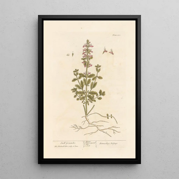 Piccola germander - Elizabeth Blackwell — quadro incorniciato alla parete
