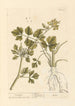 Ache - Elizabeth Blackwell — vista dell’opera