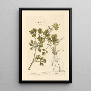 Elizabeth Blackwell - Smallage.webp