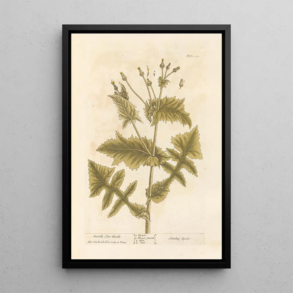 Laiteron liscio - Elizabeth Blackwell — quadro incorniciato alla parete