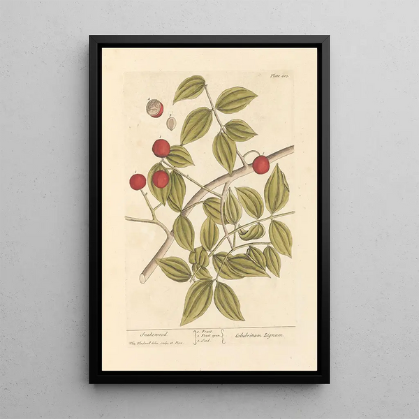 Bois de serpent - Elizabeth Blackwell — quadro incorniciato alla parete