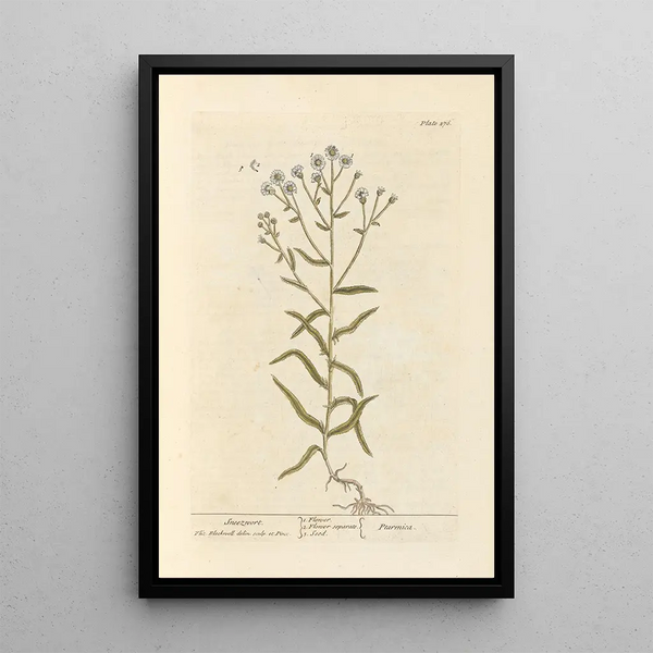 Elizabeth Blackwell - Sneezwort.webp